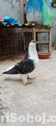 Shiraji male adult